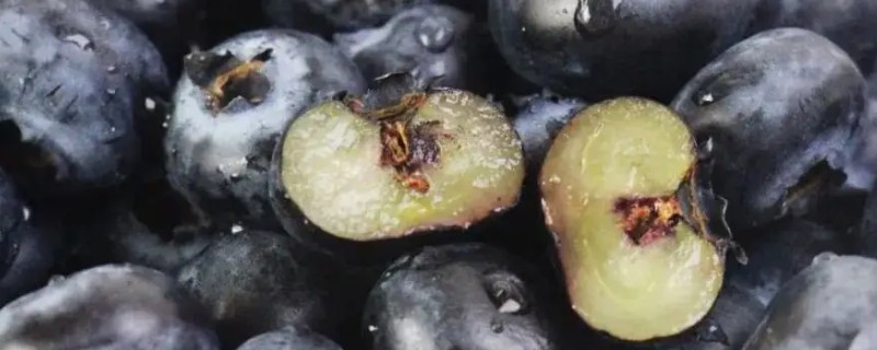 蓝莓的果肉颜色，成熟后呈浅绿色