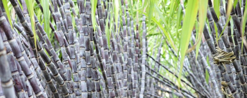 甘蔗的品种，按产区分为粤糖系列、福农系列等