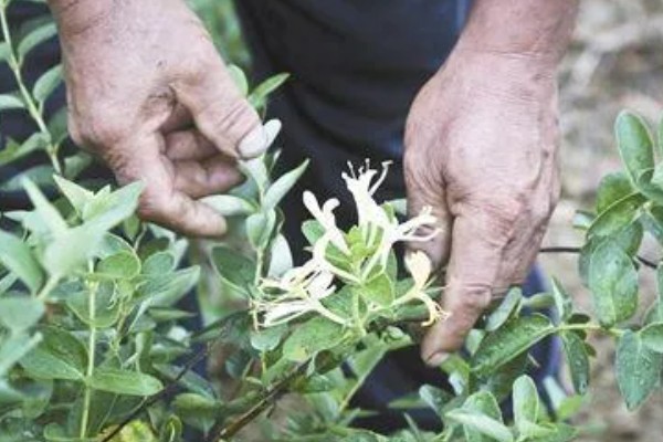 金银花的矮化方法,主干达到40厘米时剪除顶端的枝叶