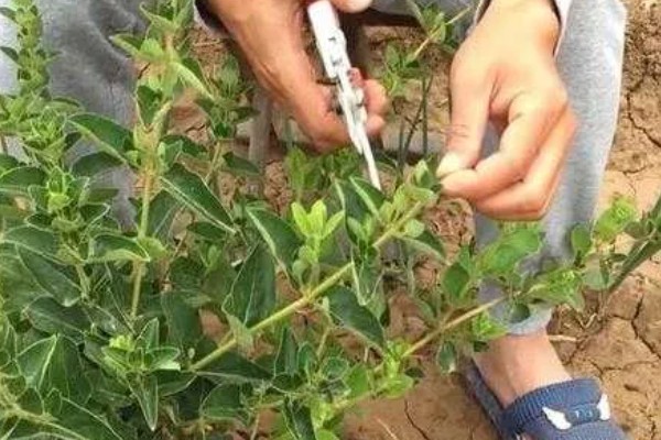 金银花的矮化方法,主干达到40厘米时剪除顶端的枝叶