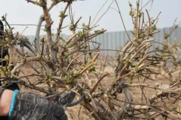 金银花的矮化方法,主干达到40厘米时剪除顶端的枝叶