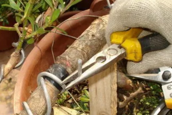 金银花的矮化方法,主干达到40厘米时剪除顶端的枝叶