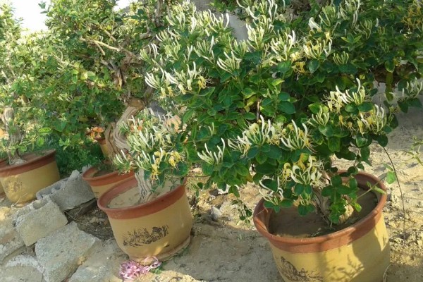 金银花的矮化方法,主干达到40厘米时剪除顶端的枝叶