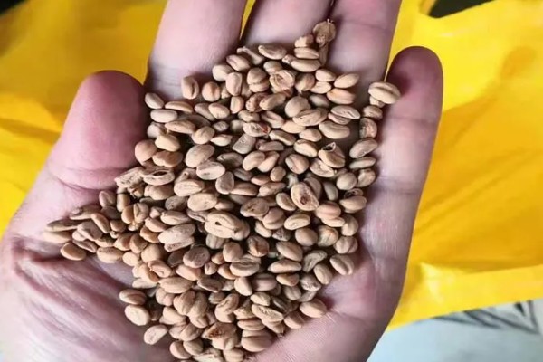 让山楂籽快速发芽的方法，主要有浸泡法、沙藏法、马粪发酵法这三种方式