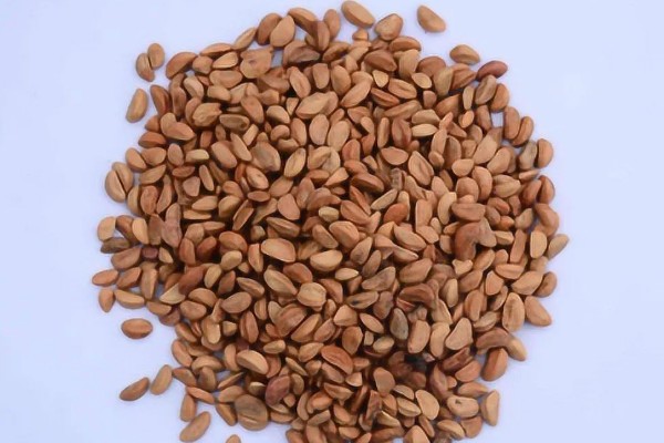 让山楂籽快速发芽的方法，主要有浸泡法、沙藏法、马粪发酵法这三种方式