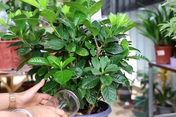 栀子花叶子发黄的原因,可能是水分过多所致