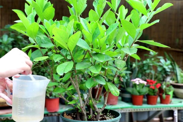 栀子花叶子发黄的原因,可能是水分过多所致