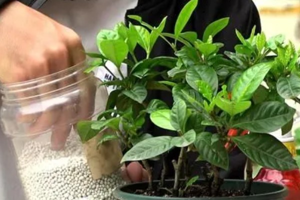 栀子花叶子发黄的原因,可能是水分过多所致