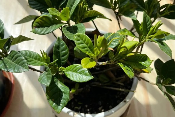 栀子花叶子发黄的原因,可能是水分过多所致