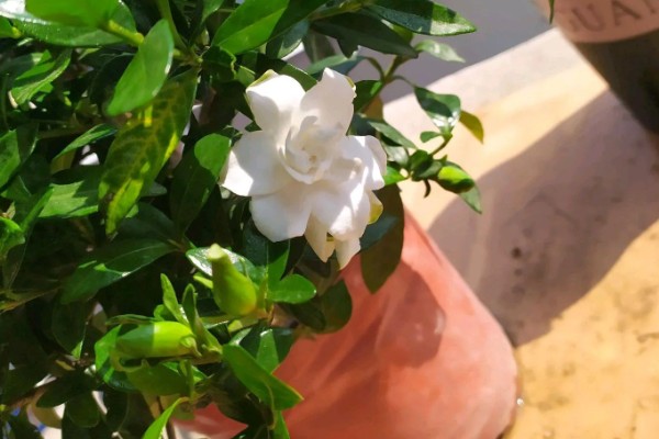 栀子花叶子发黄的原因,可能是水分过多所致