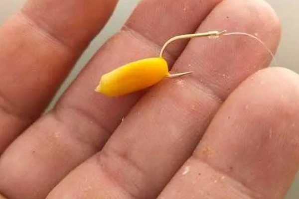 玉米可以钓什么鱼,可以钓大鲤鱼、大鲫鱼等