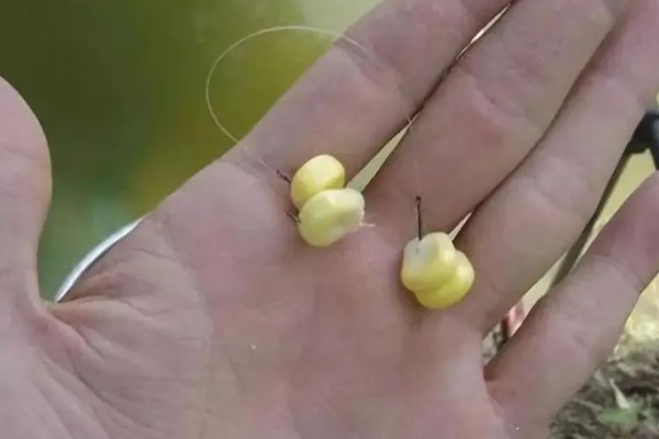 玉米可以钓什么鱼,可以钓大鲤鱼、大鲫鱼等