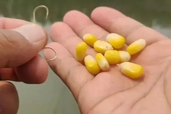 玉米可以钓什么鱼,可以钓大鲤鱼、大鲫鱼等