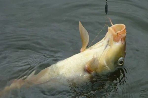 玉米可以钓什么鱼,可以钓大鲤鱼、大鲫鱼等