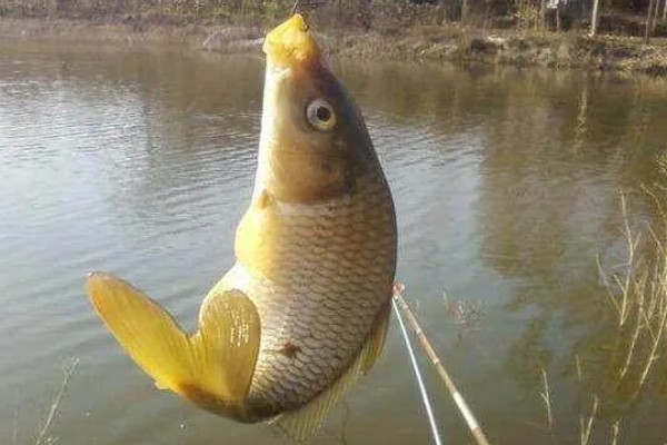 玉米可以钓什么鱼,可以钓大鲤鱼、大鲫鱼等