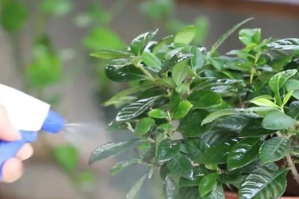 栀子花叶子发黄的原因,可能是水分过多所致