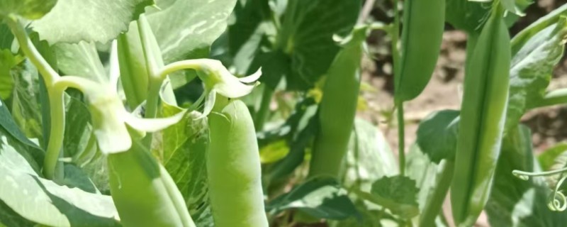冬季豌豆的种植方法，播种前需要浸种处理