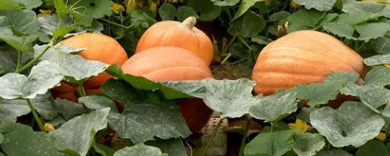 南瓜的种植技术，藤蔓长到3米左右时要引蔓上架