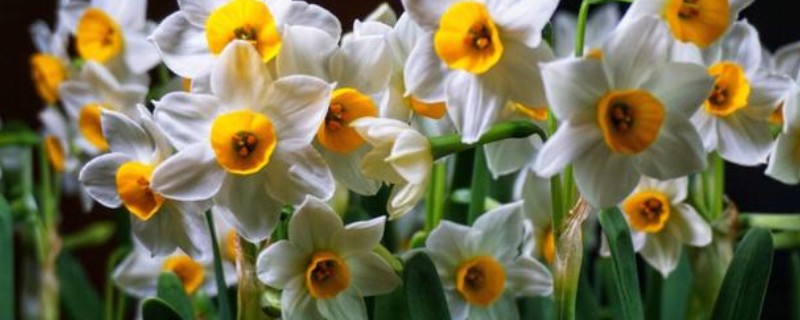 水仙花怎么养，喜欢生长在湿润的环境下