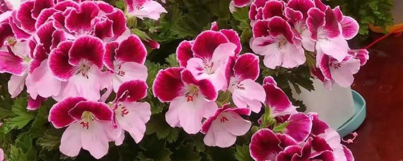 蝴蝶梅和天竺葵有什么区别，花朵、叶片、花期等方面不同