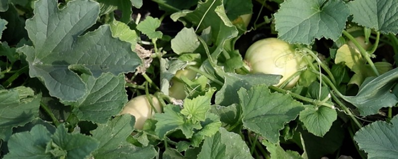 怎么种植甜瓜，播种前对种子进行催芽