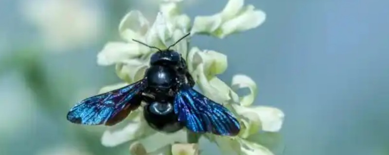 黑色的蜜蜂有没有毒，大多数带有毒性