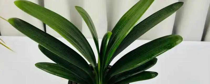 君子兰的叶片为什么不绿，缺光、温度不适、通风不良都会影响叶片生长