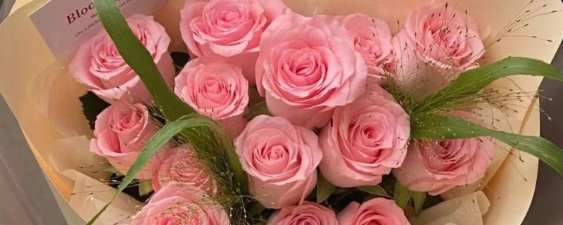 戴安娜的花语，寓意幸福、优雅等