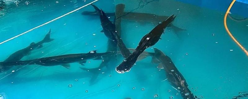 鸭嘴鱼的养殖技术，选择浮游生物量丰富的水域养殖