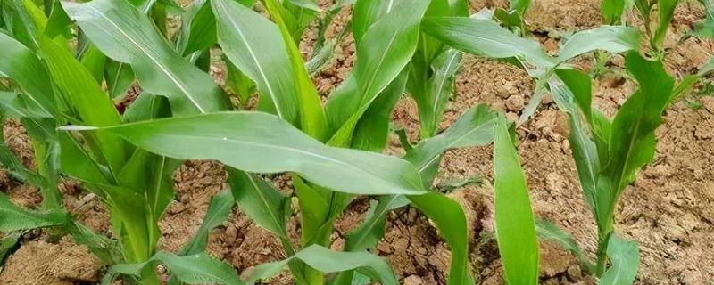 玉米分蘖原因及防治办法，可能是干旱或种植过密所致