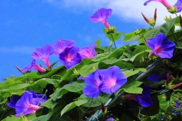 牵牛花的花语，寓意顽强、永恒等