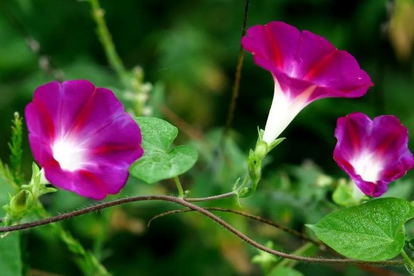 牵牛花的花语，寓意顽强、永恒等