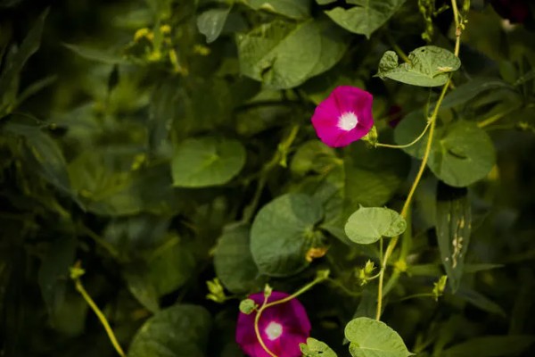 牵牛花的花语，寓意顽强、永恒等