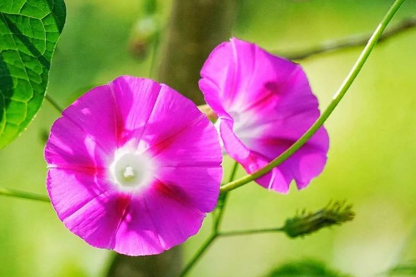 牵牛花的花语，寓意顽强、永恒等