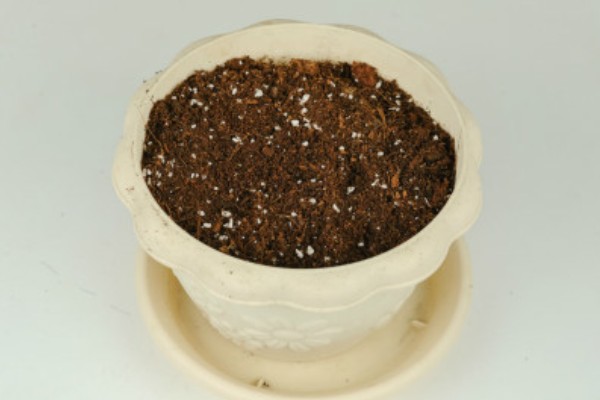 夏堇花的种植方法,浸种一天再晾干播种