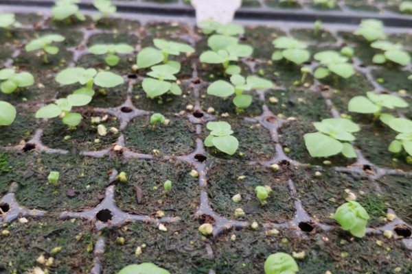 夏堇花的种植方法,浸种一天再晾干播种