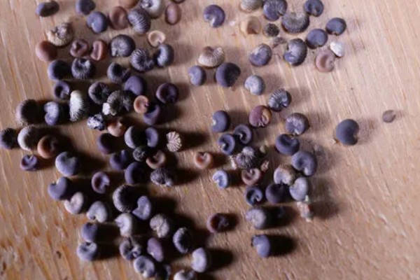 夏堇花的种植方法,浸种一天再晾干播种