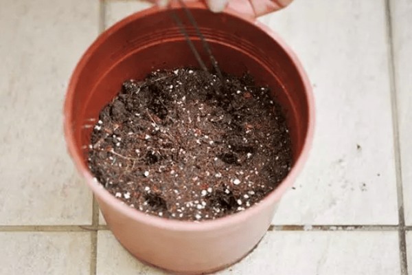 夏堇花的种植方法,浸种一天再晾干播种