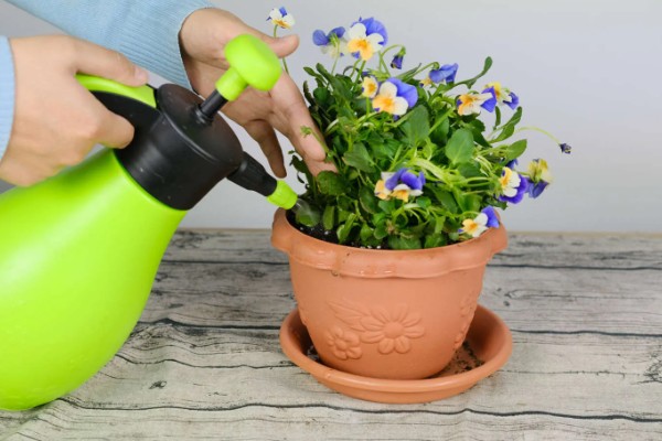 夏堇花的种植方法,浸种一天再晾干播种