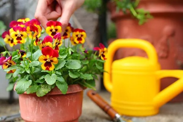 夏堇花的种植方法,浸种一天再晾干播种