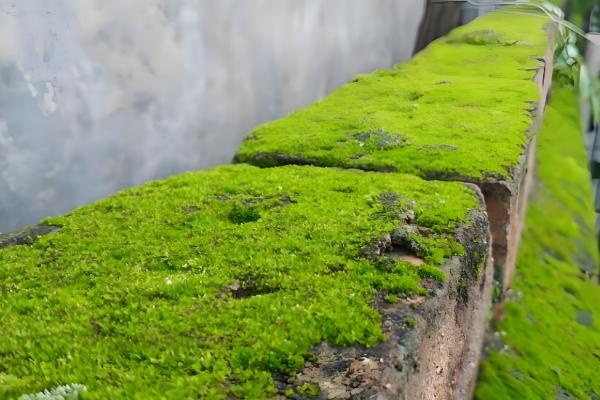 苔藓从何而来,由真菌衍生形成