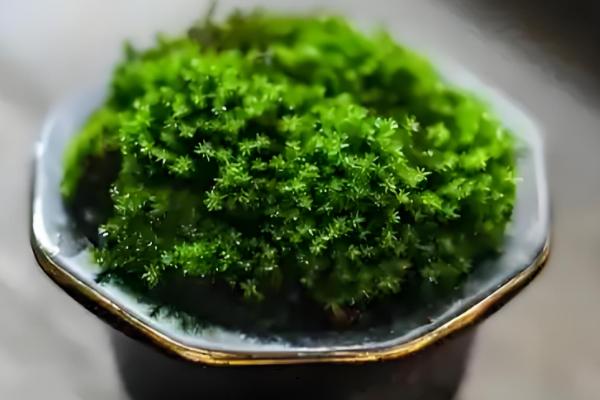 苔藓从何而来,由真菌衍生形成