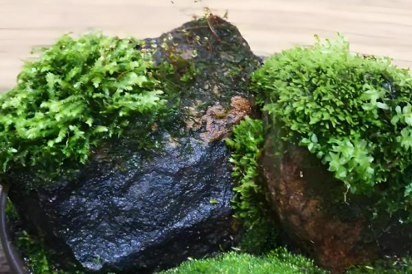 苔藓从何而来,由真菌衍生形成