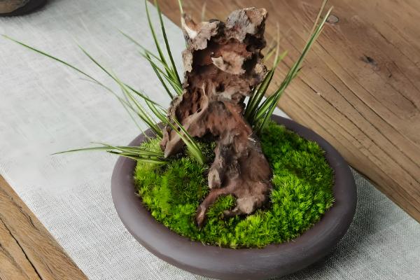 苔藓从何而来,由真菌衍生形成