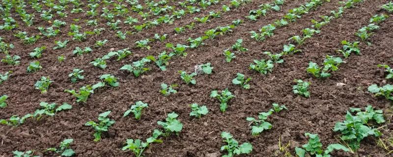 油菜出苗所需时间，种植后经过5-7天就会出苗