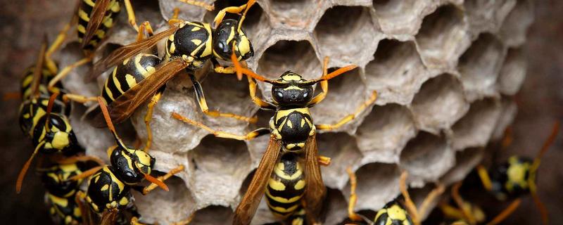 被马蜂蛰了怎么处理，及时拔除毒刺
