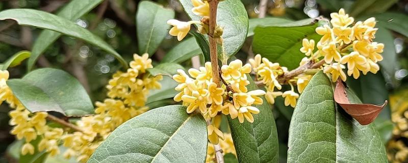 桂花花朵的颜色，一般都是黄色