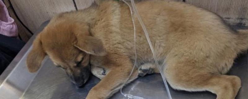 犬细小的症状，分为出血性肠炎和非化脓性心肌炎