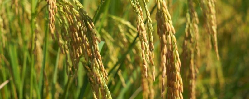 晚熟的农作物有什么特点，通常节间比较长