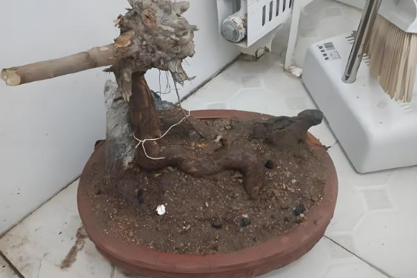 生桩如何快速生根,种植前要修剪消毒并涂抹草木灰